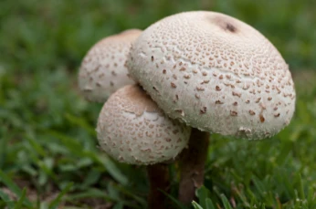 Precision Steam Boilers: Clean, Steady Heat For Faster, Bigger Mushroom Yields